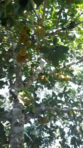 Sítio em Japaratuba Povoado Sapucaia 