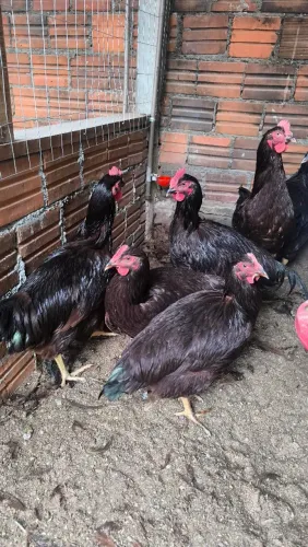 Frangos Rhode island red com 5 meses 