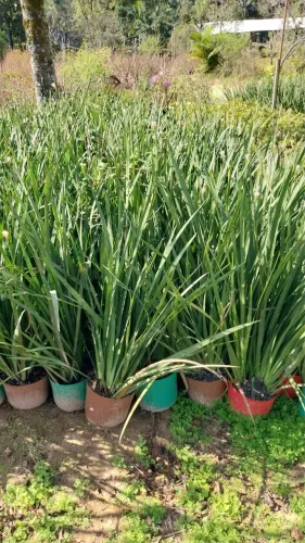 Plantas preço e qualidade