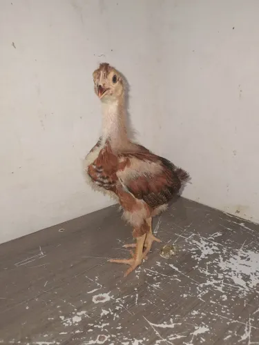 Pintos de galo balão com rodilan