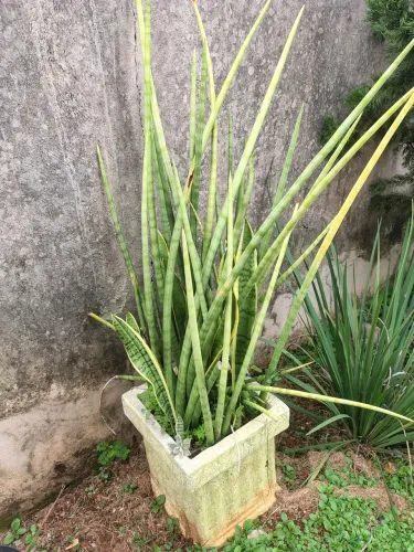 Planta Lança de São Jorge