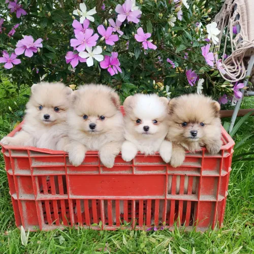 Spitz Lulu da Pomerânia exóticos 