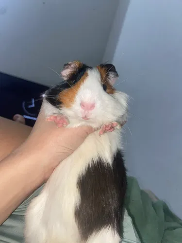 porquinho da índia