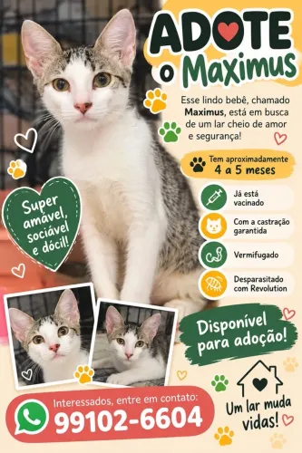 Gato filhote