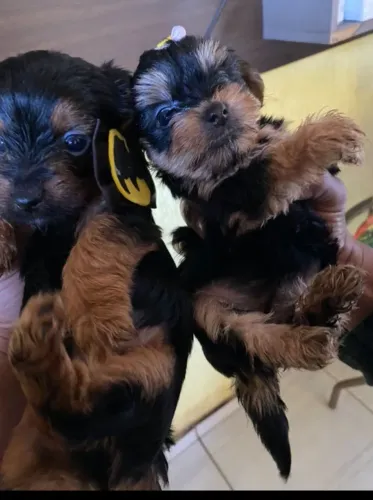 Lindos filhotes de yorkshire machos e fêmeas últimas unidades disponíveis 
