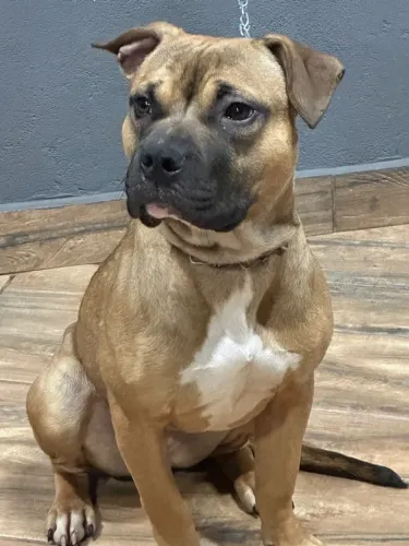 Adoção American Bully Fêmea