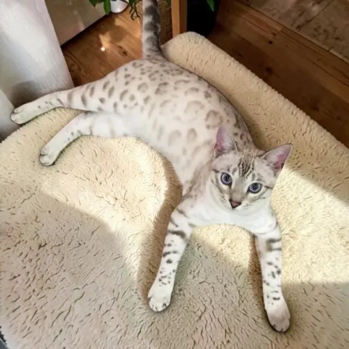 Filhotes de Bengal Snow Lynx 