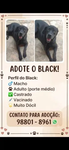 Black dog