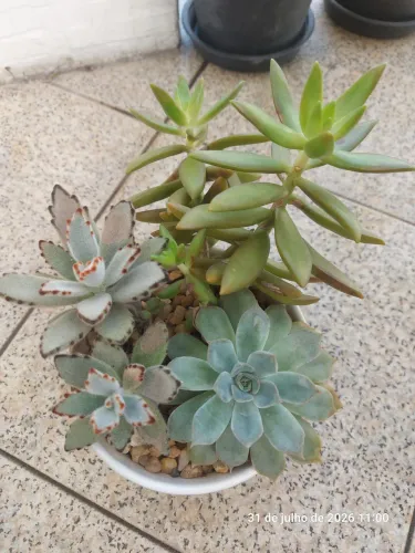 Arranjo de Plantas Suculentas (3 Espécies)