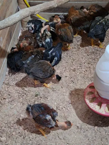 Lote galinha Sertaneja Balão 