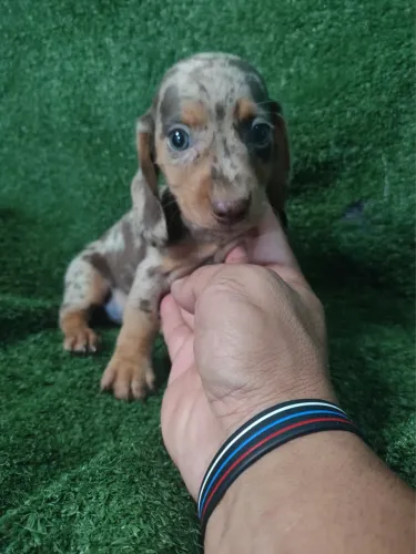 Dachshund Macho chocolate Arlequim Kaninchen