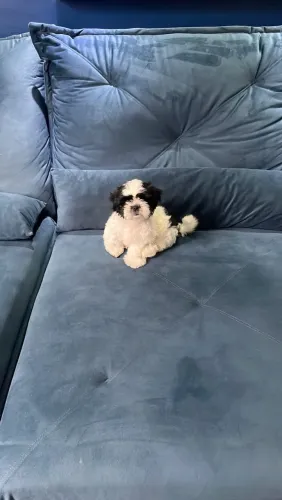 Vendo shih tzu - macho