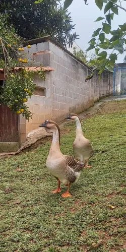 Filhotes Gansos Africanos pardos com barbela