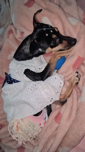 Doação de um pinscher