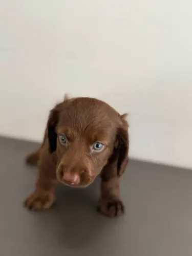 Dachshund