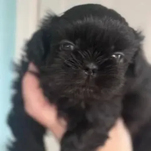 Shih Tzu,Shih Tzu Filhote Saudável Excelente Companhia