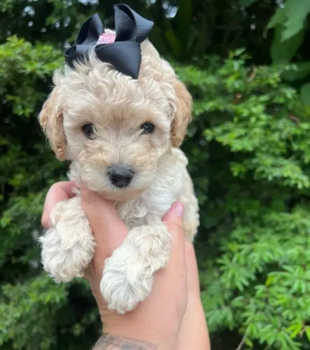 Poodle toy lindos!! Dia das crianças chegando!!!