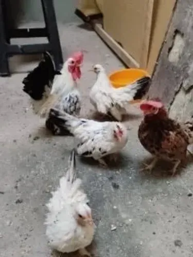 Garnisé 3 fêmeas