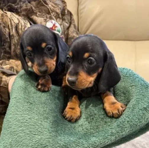 Basset Dachshund Filhotes Pequenos e Lindos. 