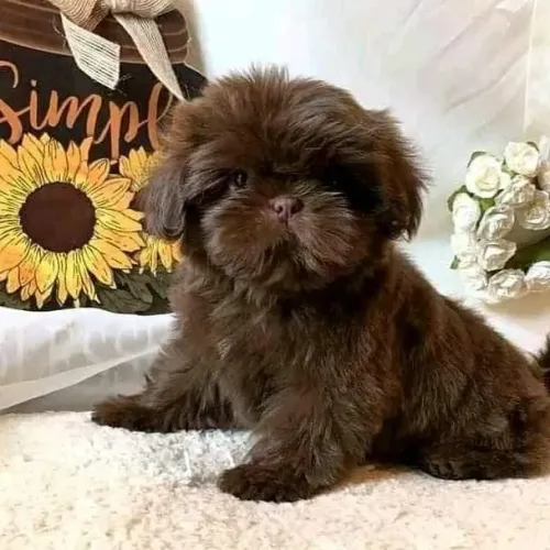 Shih tzu chocolate macho padrão importado