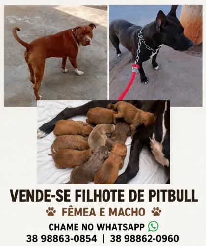 Vende - se filhote de Pitbull