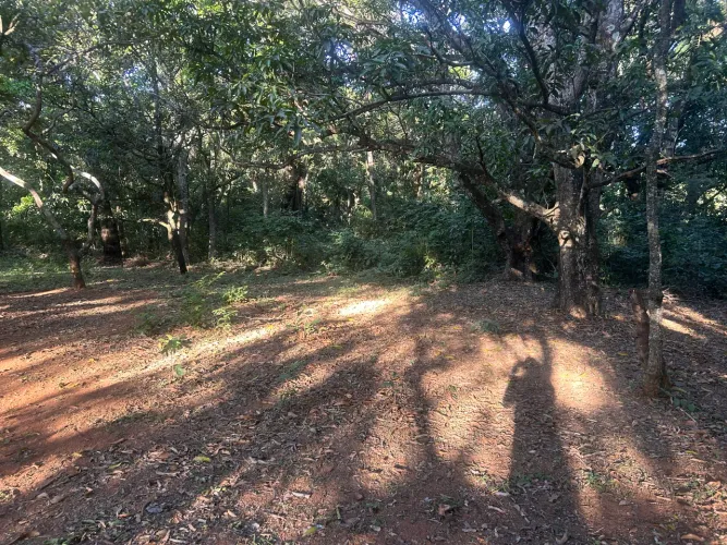 Precisa de caseiro
