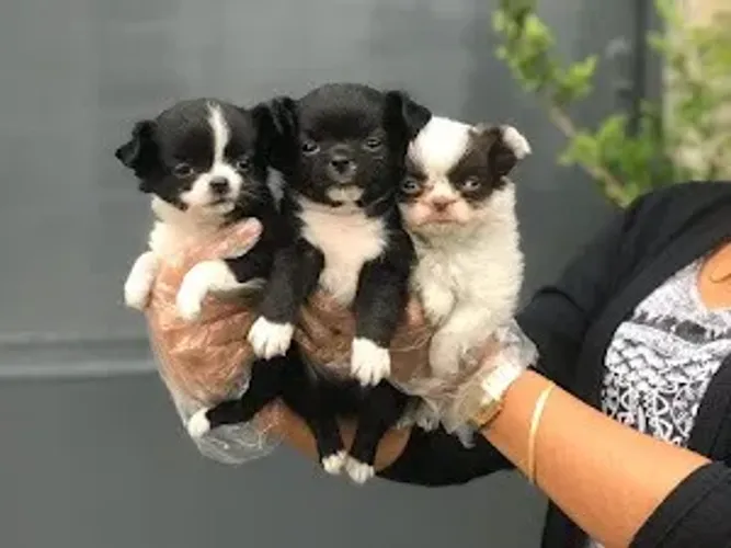 Chihuahua o menor cão do mundo!