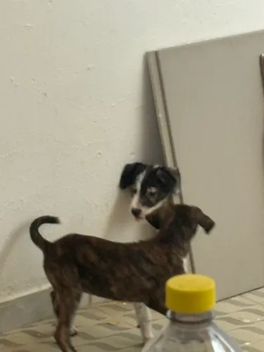 cachorros para adoção !