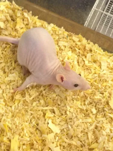 Twister Hairless