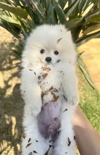 Spitz alemão Um filhotinho para aquecer a casa inteira
