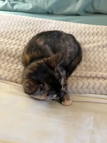 Doação de gata filhote