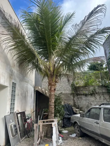 Pé de coco