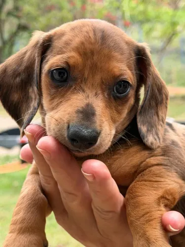 Filhote de dachshund arlequim ( salsicha mofadinho)
