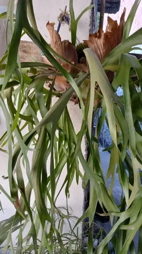 Plantas