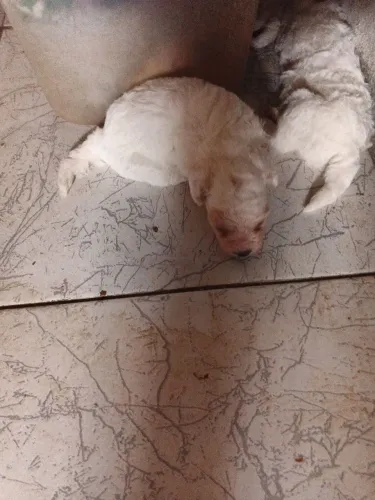 Vende-se cachorro poodle