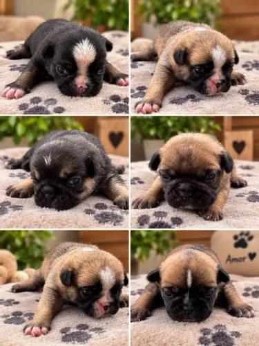 Vendo filhotes de PUG