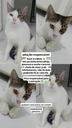 ADOÇÃO RESPONSÁVEL MIAU
