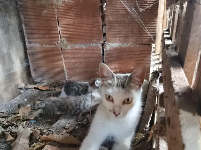 Doação de gatos filhotes
