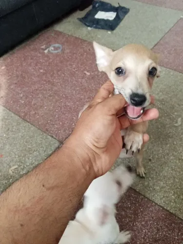 Pinscher 1 filhotes amorosos e carinhosos