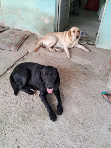 Filhotes de labrador puro !!!!
