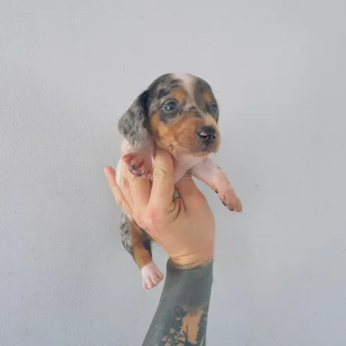 Filhotes de Daschund