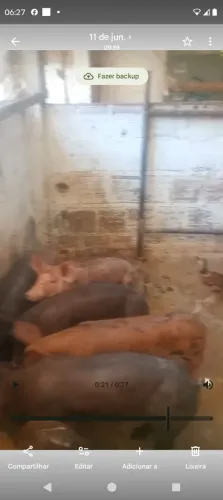 Porcos da raça pietrain belga