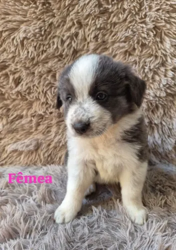 Filhotes de Border collie