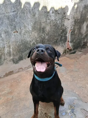 Procuro rottweiler femea