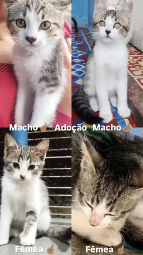 Adoção gatinhos 