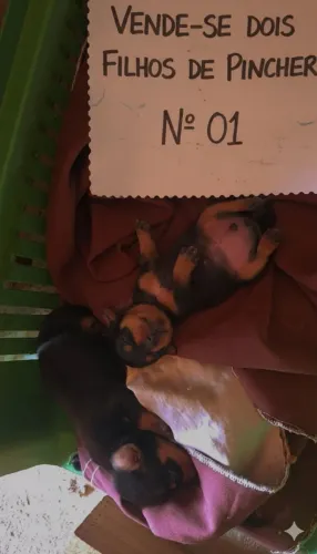 Dois cachorrinhos pincher N:01
