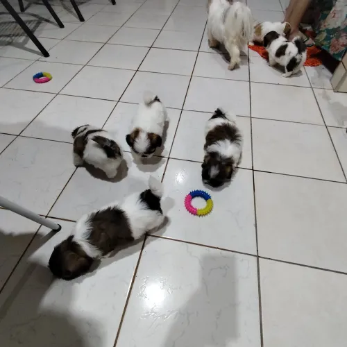 Lindos filhotes Shitzu 