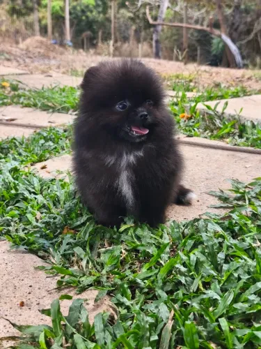 SPITZ ALEMÃO ANÃO MACHO 