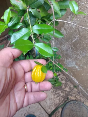 Vendo Mudas de Pitangatuba ( Já Produz ) - Guarulhos