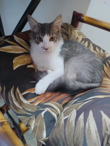 Doação gato macho filhote